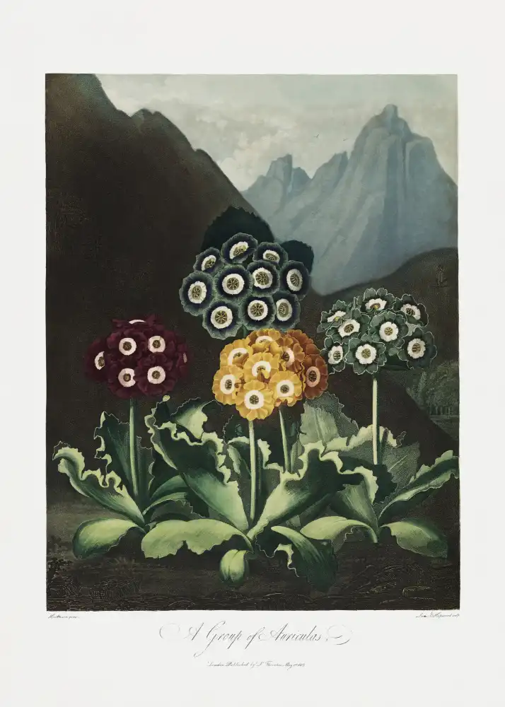 Thornton, John Robert: A Group of Auriculas from The Temple of Flora (1807)