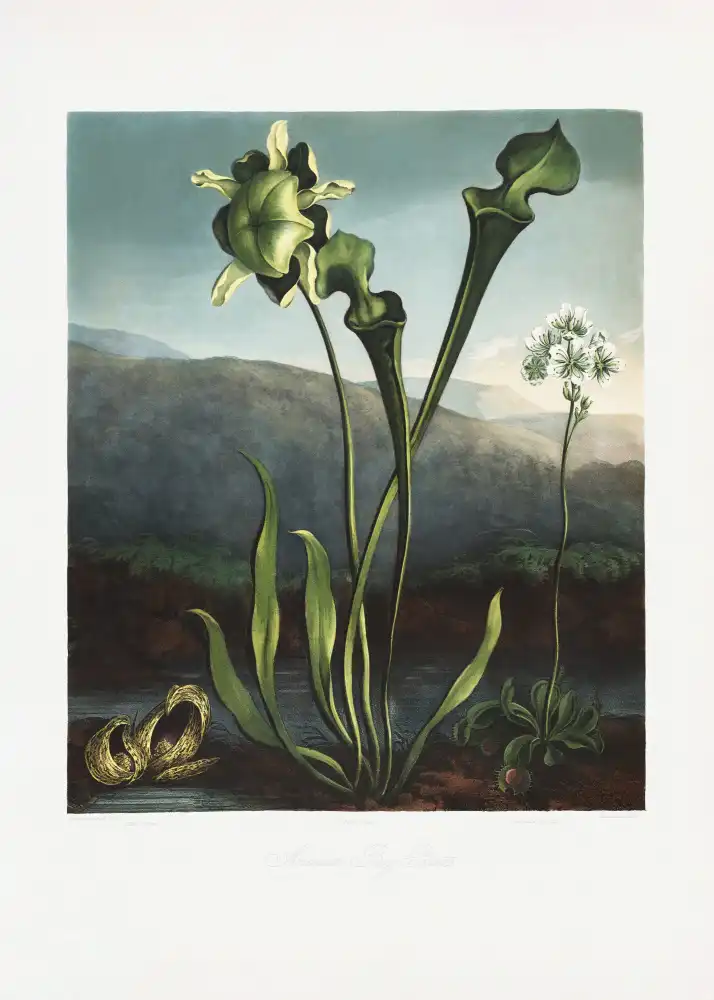 Thornton, John Robert: American Bog Plants from The Temple of Flora (1807)