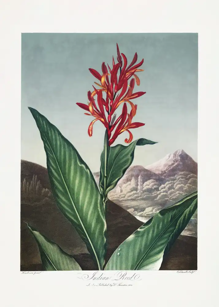 Thornton, John Robert: Indian Reed from The Temple of Flora (1807)