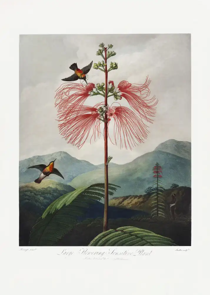 Thornton, John Robert: Large–Flowering Sensitive Plant from The Temple of Flora (1807)