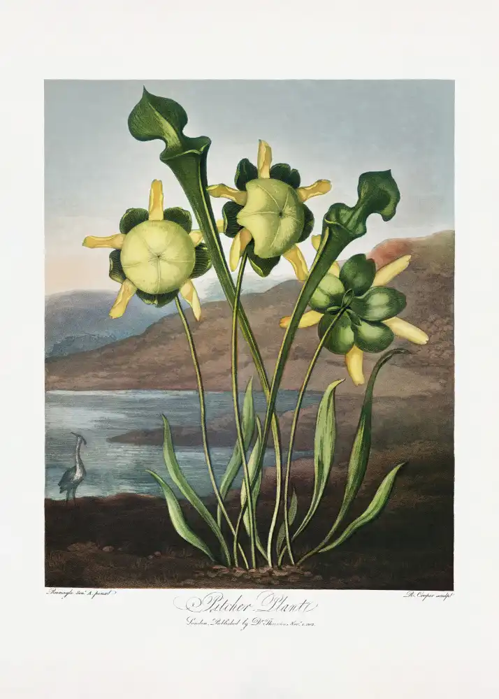 Thornton, John Robert: Pitcher Plant from The Temple of Flora (1807)