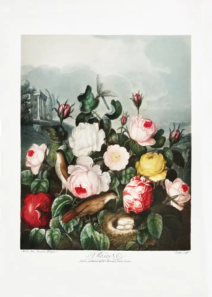 Thornton, John Robert: Roses from The Temple of Flora (1807)