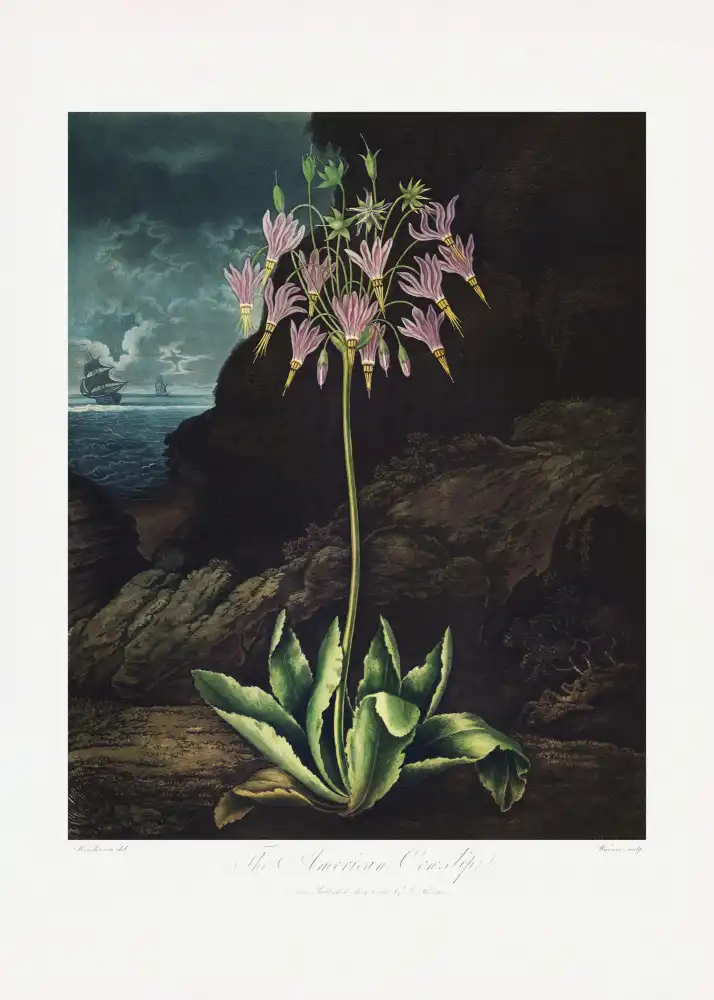 Thornton, John Robert: The American Cowslip from The Temple of Flora (1807)