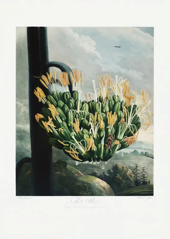 Thornton, John Robert: The Aloe from The Temple of Flora (1807)