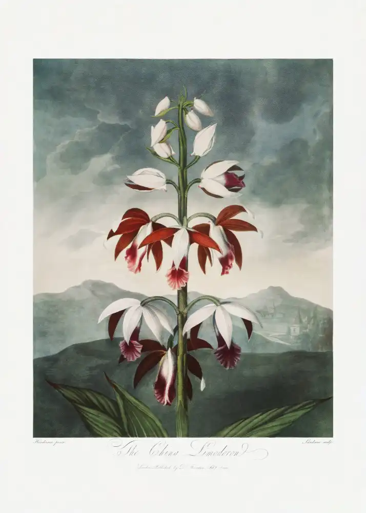 Thornton, John Robert: The Chinese Limodoron from The Temple of Flora (1807)
