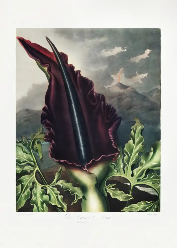 Thornton, John Robert: The Dragon Arum from The Temple of Flora (1807)