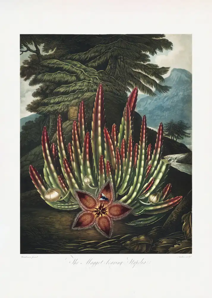 Thornton, John Robert: The Maggot–Bearing Stapelia from The Temple of Flora (1807)