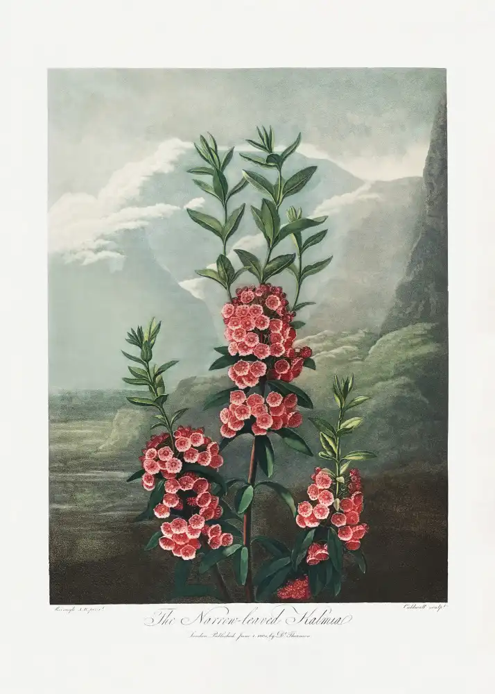 Thornton, John Robert: The Narrow–Leaved Kalmia from The Temple of Flora (1807)