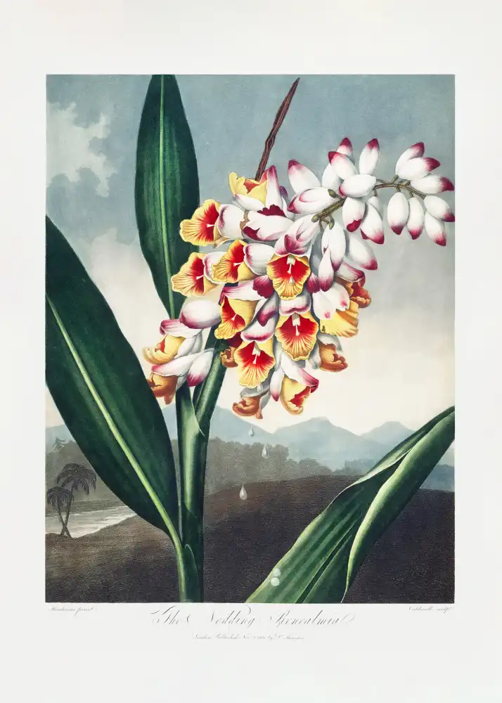 Thornton, John Robert: The Nodding Renealmia from The Temple of Flora (1807)