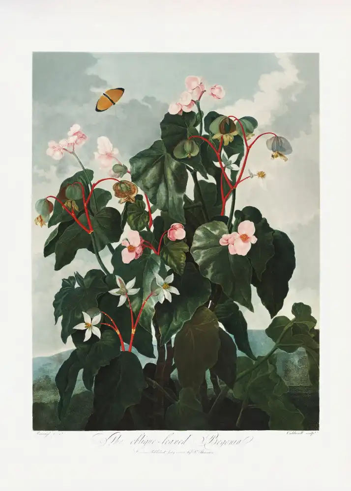 Thornton, John Robert: The Oblique–Leaved Begonia from The Temple of Flora (1807)
