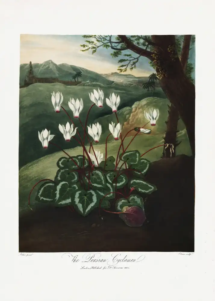 Thornton, John Robert: The Persian Cyclamen from The Temple of Flora (1807)