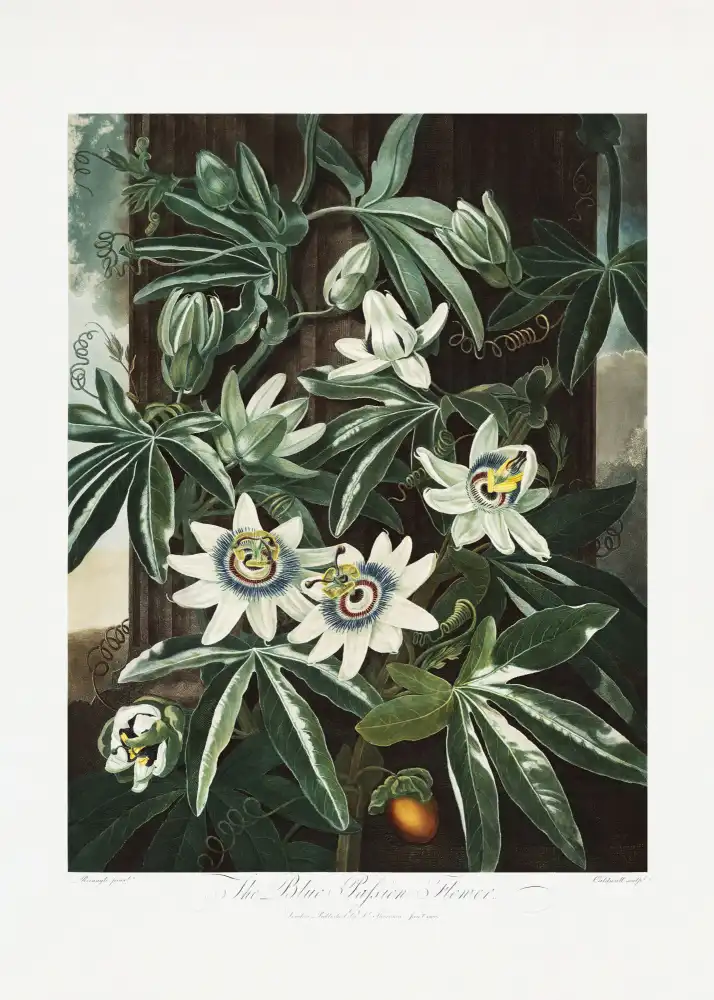 Thornton, John Robert: The Passiflora Cerulea from The Temple of Flora (1807)