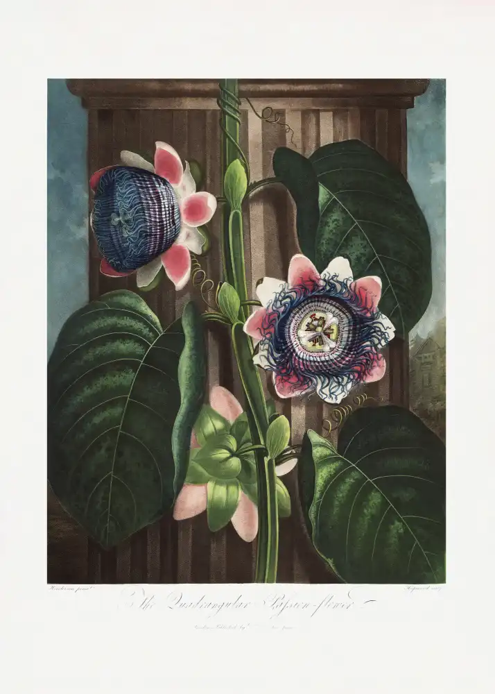 Thornton, John Robert: The Quadrangular Passion Flower from The Temple of Flora (1807)