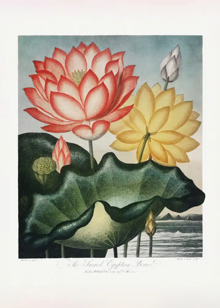 Thornton, John Robert: The Sacred Egyptian Bean from The Temple of Flora (1807)