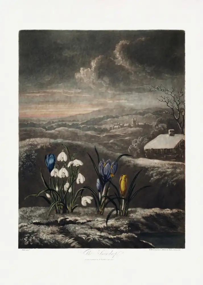 Thornton, John Robert: The Snowdrops from The Temple of Flora (1807)
