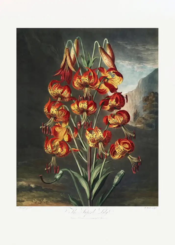 Thornton, John Robert: The Superb Lily from The Temple of Flora (1807)