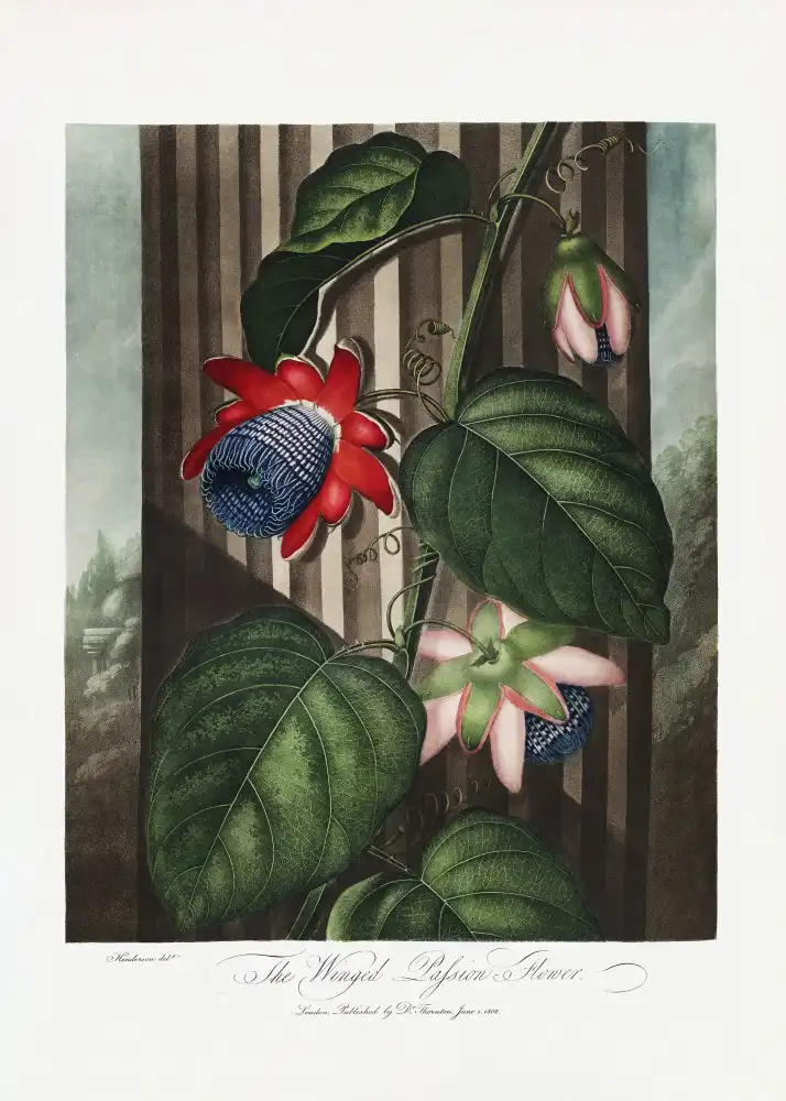 Thornton, John Robert: The Winged Passion-Flower from The Temple of Flora (1807)