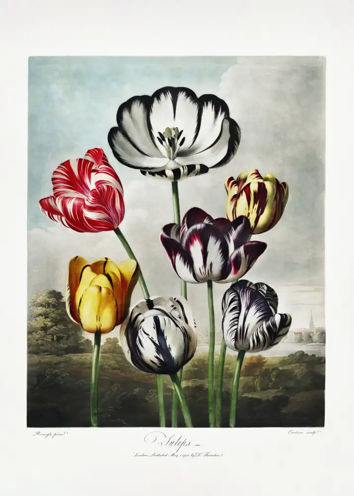 Thornton, John Robert: Tulips from The Temple of Flora (1807)