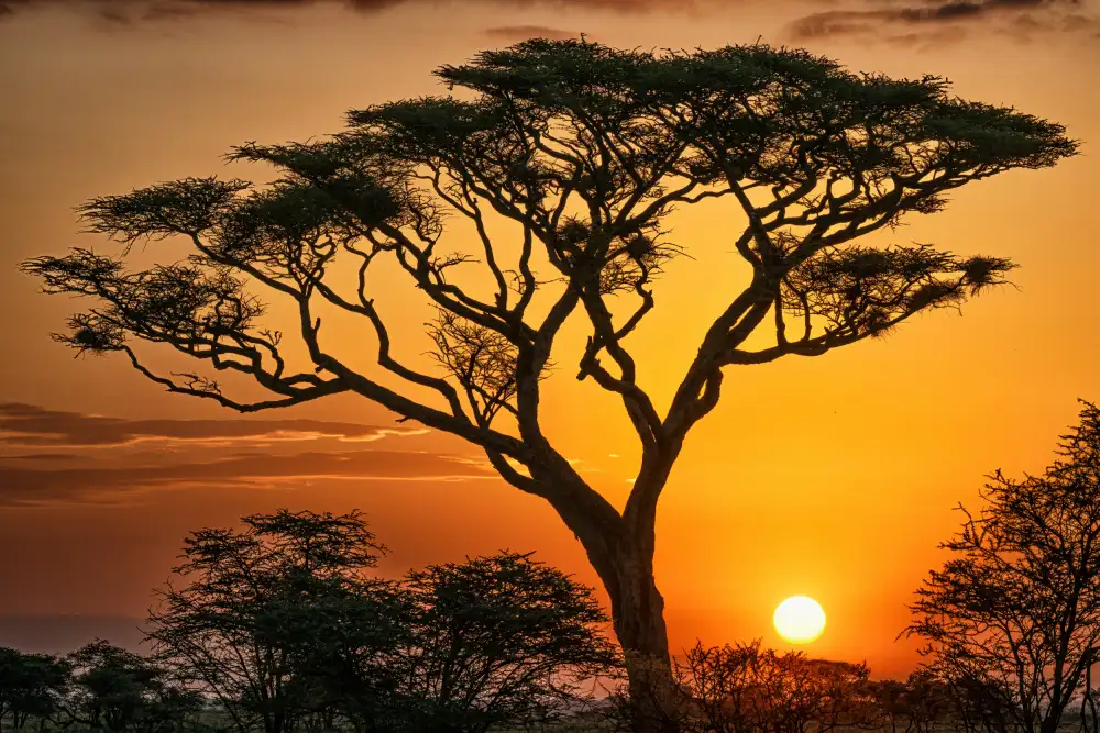 Sink, C. Jeffrey: Die Magie Afrikas