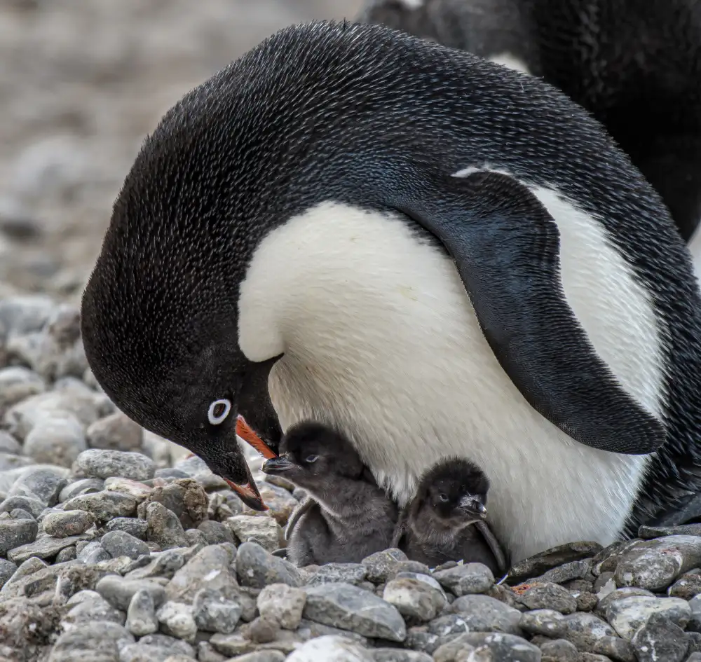 DB, YY: Momento tenero - Adélie Penguin