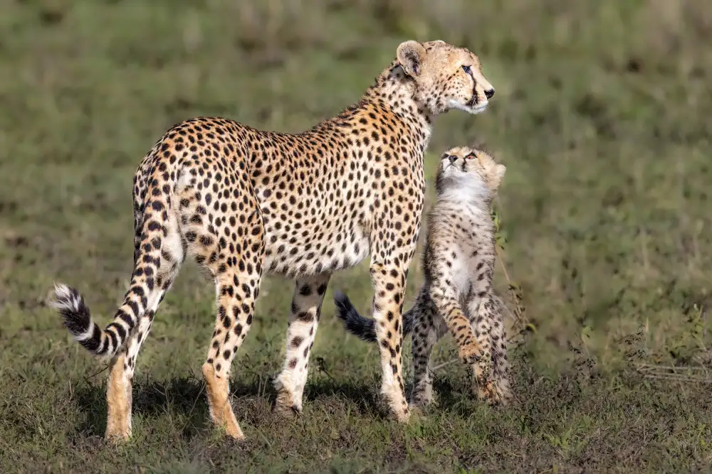 Sink, C. Jeffrey: Voglio andare a caccia mamma,sono un grosso gatto,sono pronto