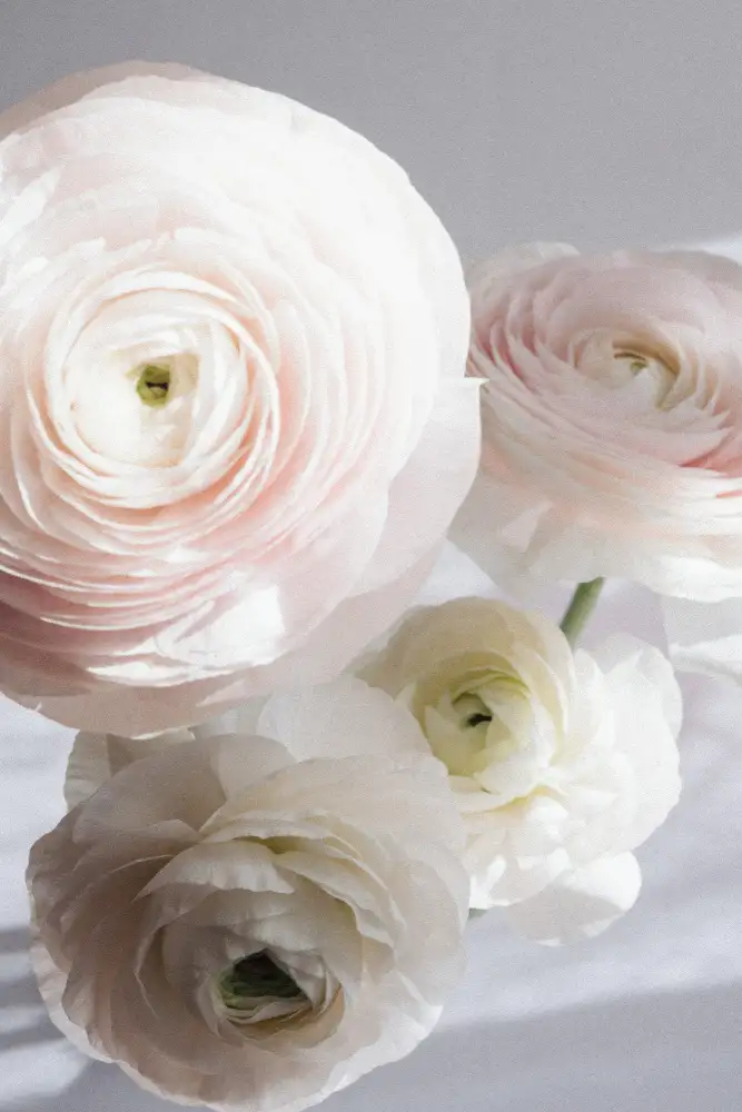 uplusmestudio: Měkký Ranunculus