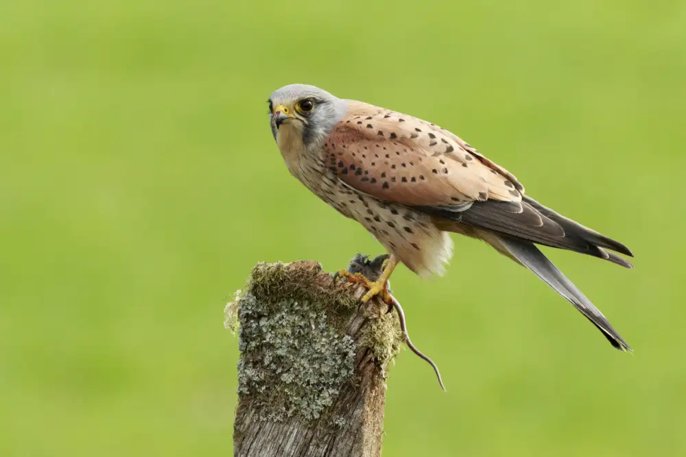 Meswani, Prashant: Kestrel at rest