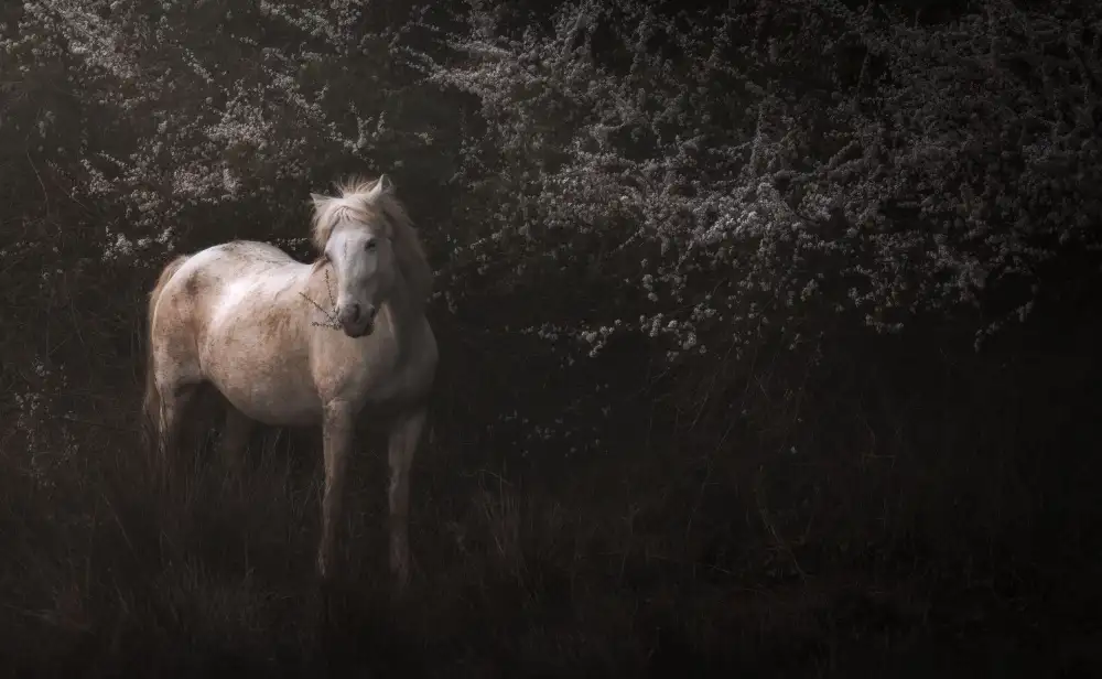Venier, Giovanni: Shadowfax