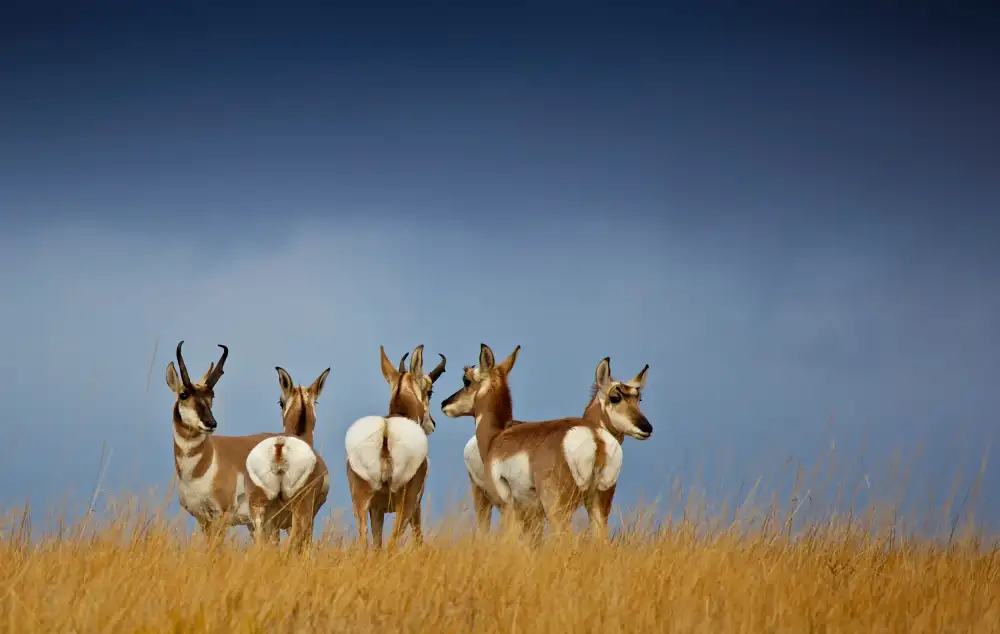 Verdon: Pronghorn horizon