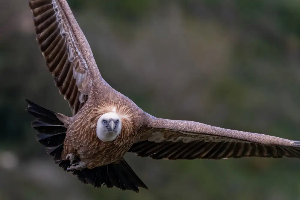 Weiss, Shmulik: Adler nähert sich