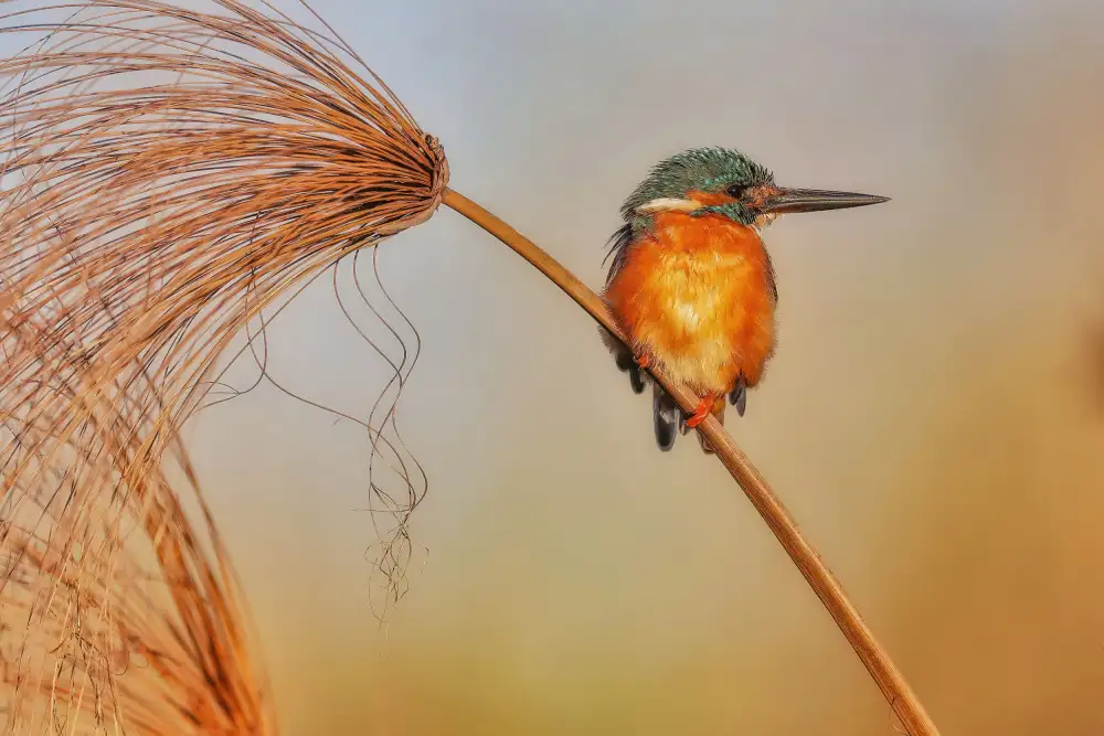 Manusevich, David: Eisvogel