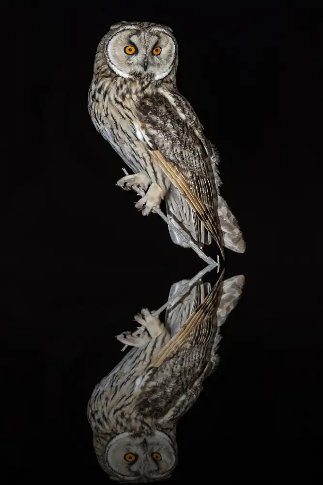 Lichtman, Boris: Night guest