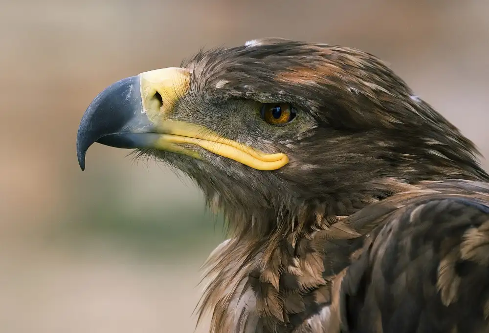 Palacios, Antonio Juan: Aquila
