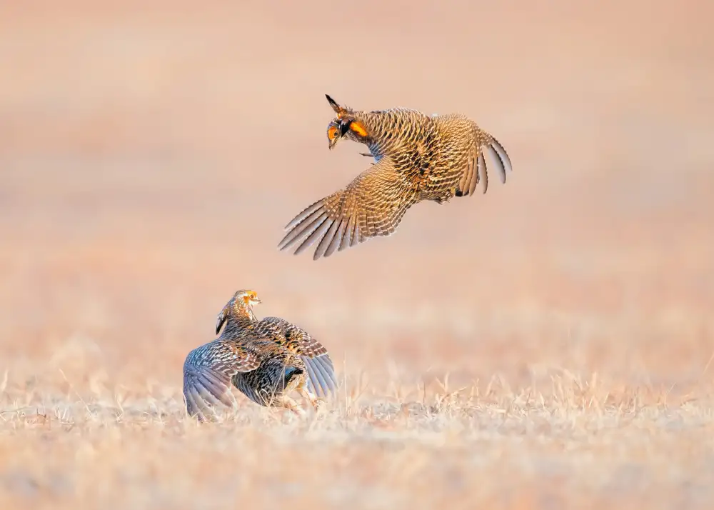 Zuo, Jun: Greater Prairie Chicken
