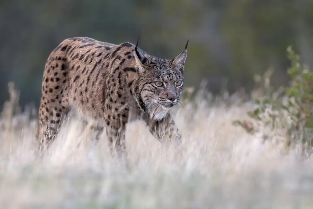 Helsen, Eddy: Iberischer Luchs