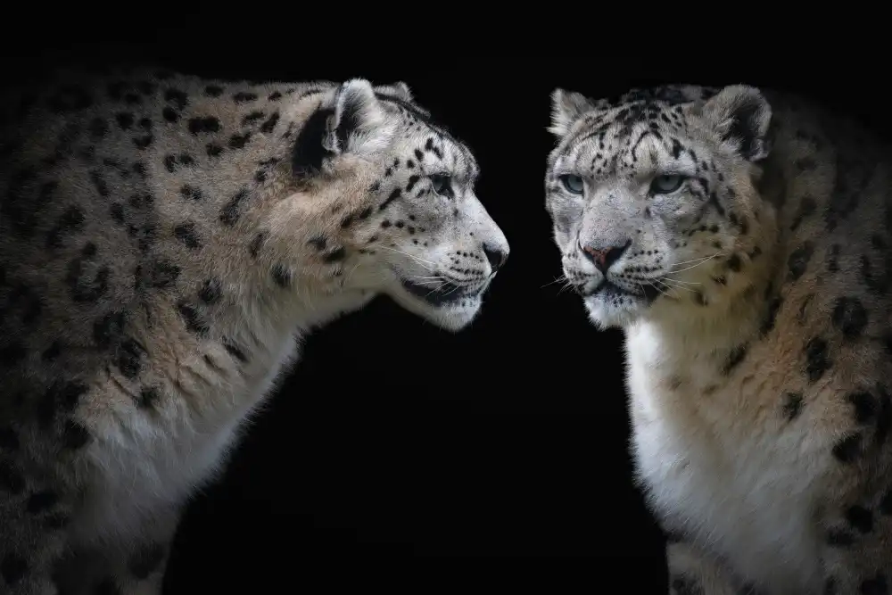 Guillemot, Mathilde: Come uno specchio - Panthera Uncia