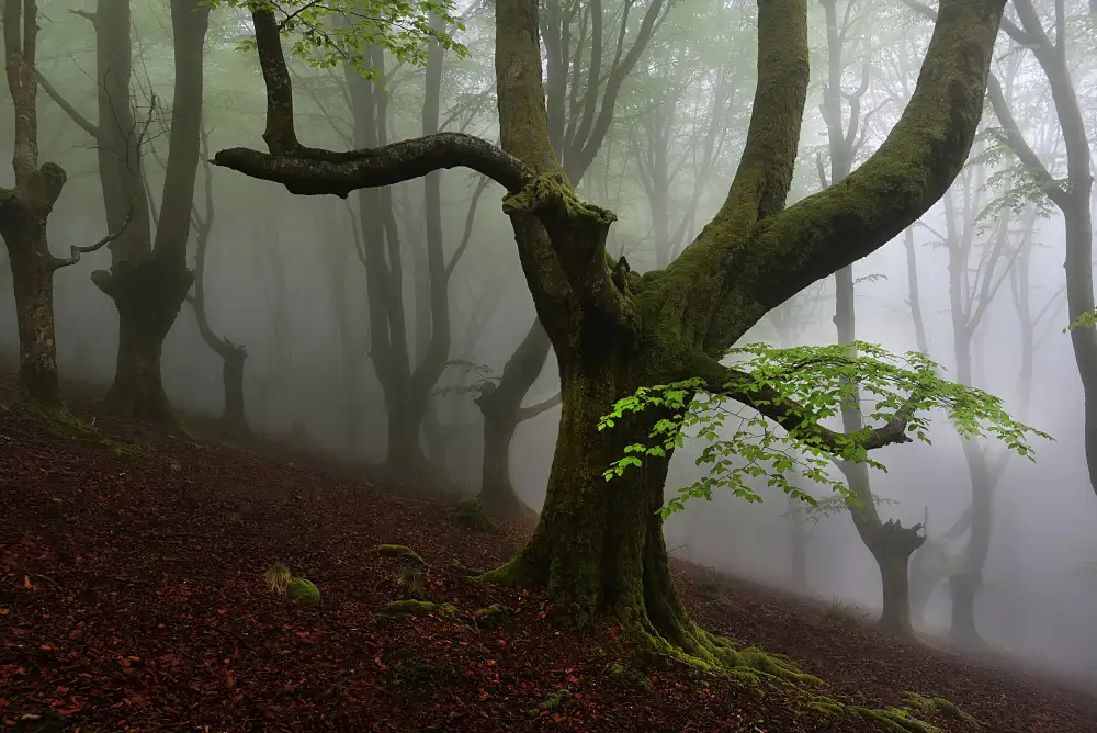 Uranga, Pedro: Spaziergang durch den Wald.