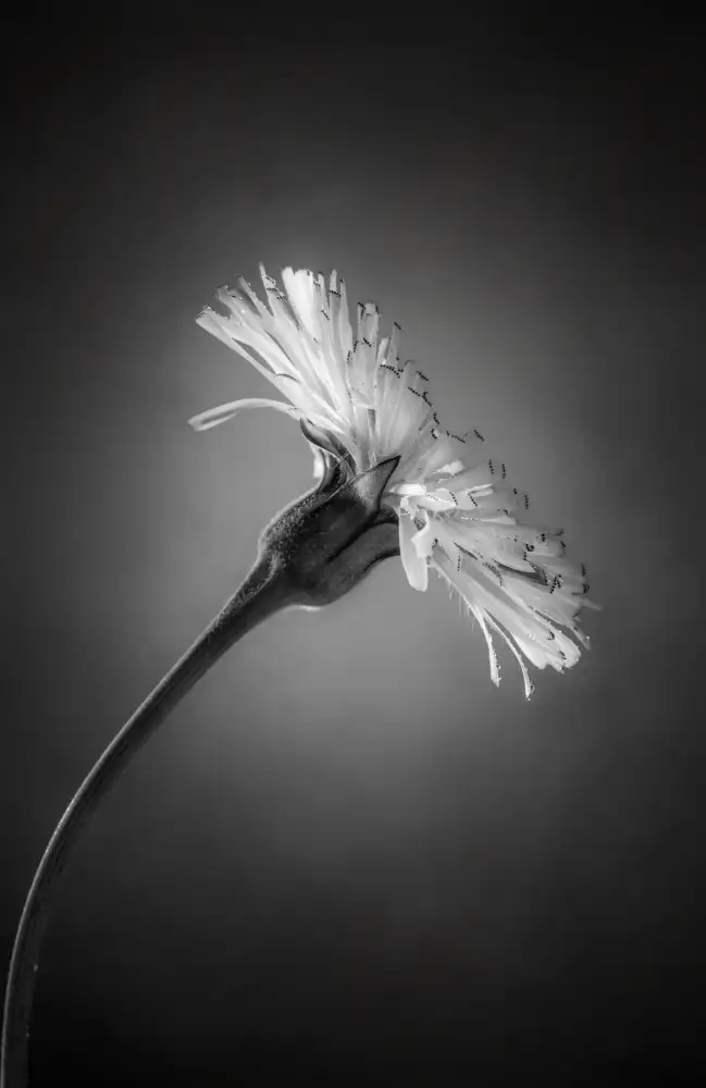 Cavallo, Rico: Fiore