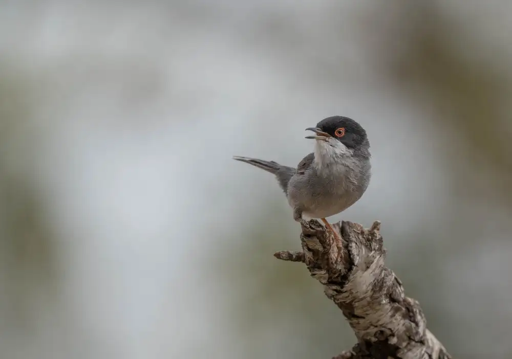Tortajada, Ezequiel: Beccaccia sarda (Sylvia melanocephala)