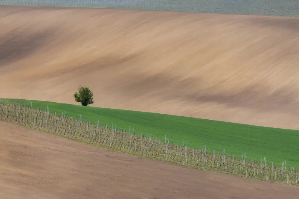 BALANTIC, PETER: A lonely tree