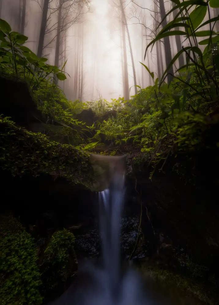 Yezimao: Nebeliger Wald