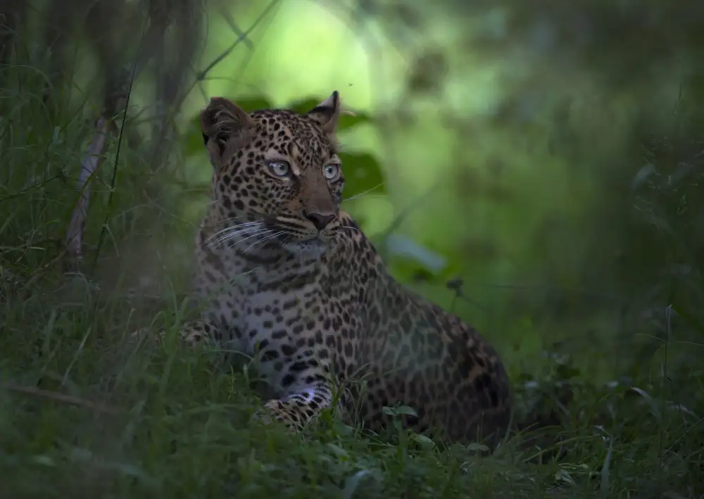 Roshkumar: Leopardo in Africa