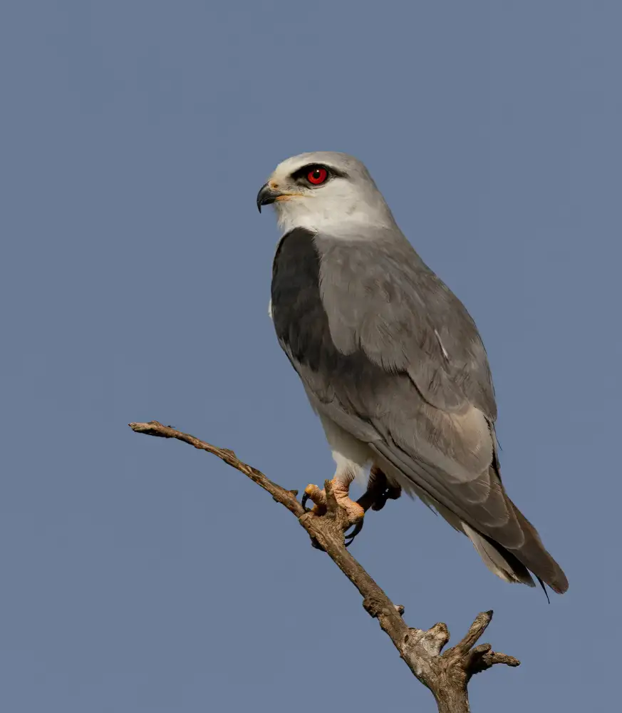 Wilson, Guy: Kite