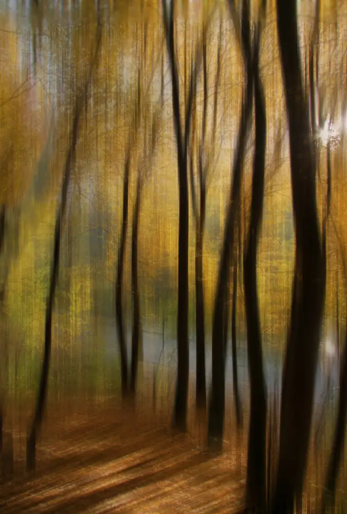 Kiyashko, Alexander: Parco autunnale