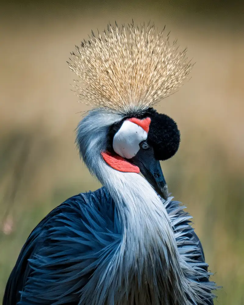 Elsheshtawy, Ahmed: Gru coronata