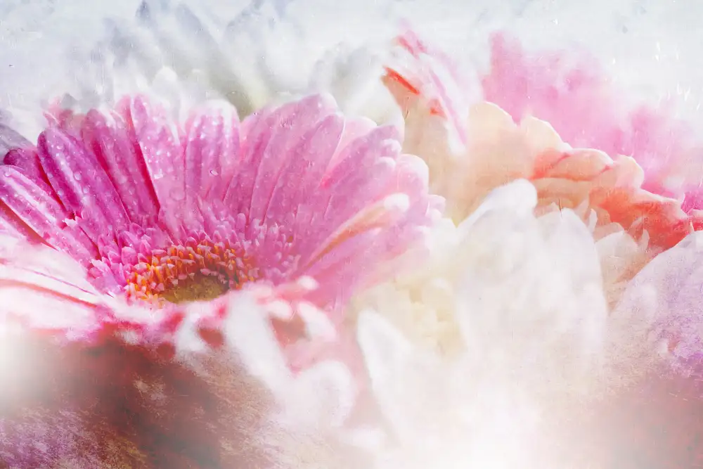Kulik, Rafal: Ombre042fiore