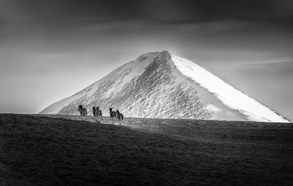 Mao, Dianne: Asini selvaggi tibetani nelle montagne dell'Himalaya