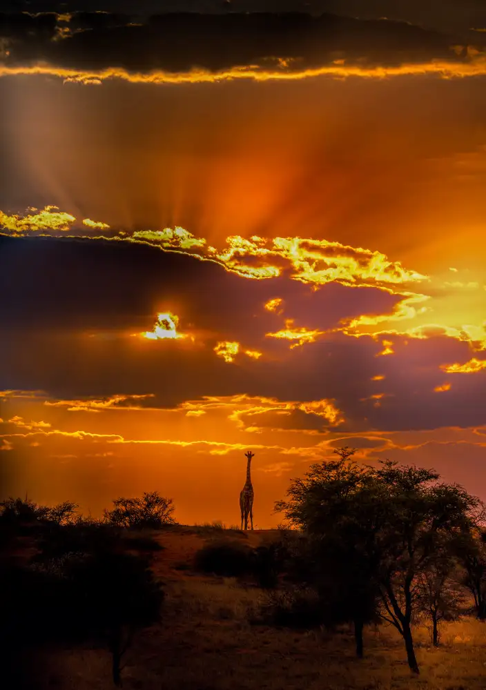 Roth, Ray C.: Giraffe und ein nach oben gerichteter Sonnenuntergang