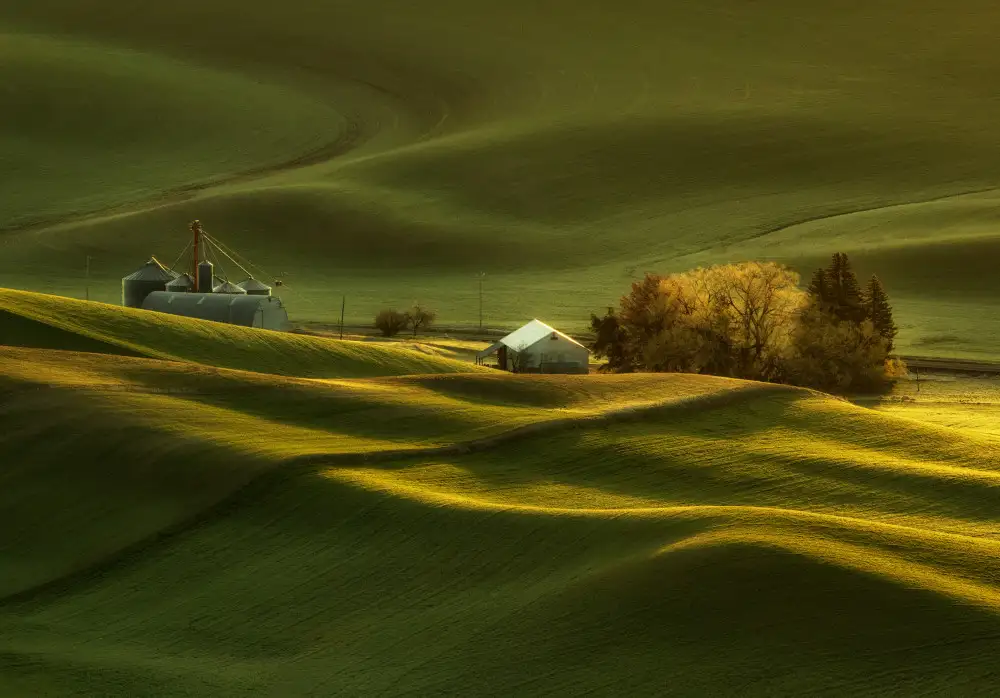 Z, Leechee: Champs de blé de printemps à Palouse