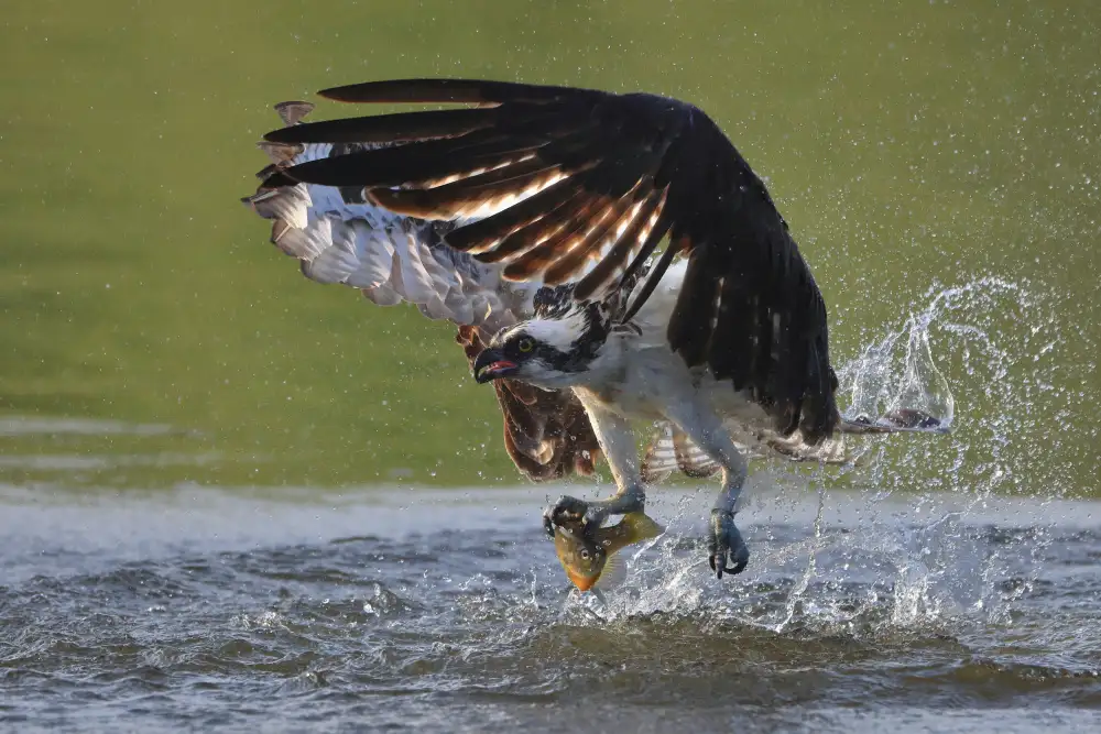 Lam, Gavin: águila pescadora en la caza